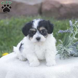 Sugar, Havachon Puppy